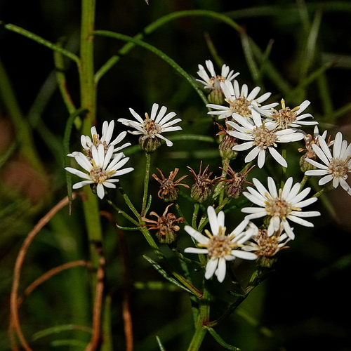 Image of Olearia glandulosa by (c) Max Campbell, some rights reserved (CC BY)