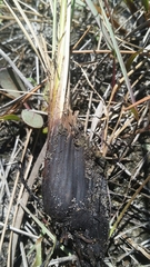 Fimbristylis castanea