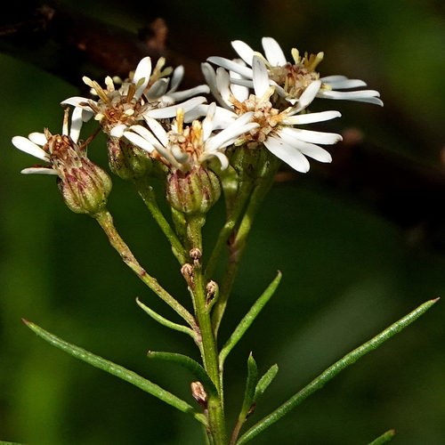 Image of Olearia glandulosa by (c) Max Campbell, some rights reserved (CC BY)