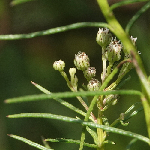 Image of Olearia glandulosa by (c) Max Campbell, some rights reserved (CC BY)