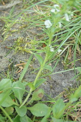 Veronica serpyllifolia