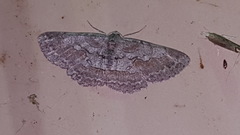 Iridopsis vellivolata