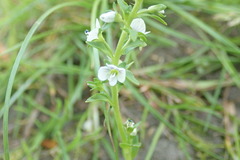 Veronica serpyllifolia