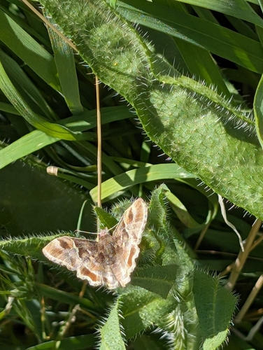 Arizona Powdered-Skipper
