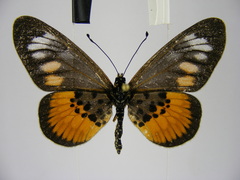 Acraea peneleos