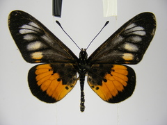 Acraea peneleos