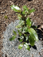 Olearia × macrodonta