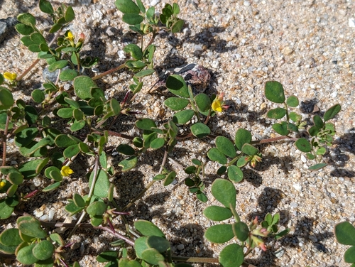 Image of Acmispon maritimus by (c) sdash, some rights reserved (CC BY)