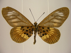 Acraea peneleos