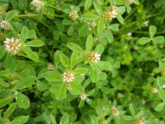 Trifolium striatum