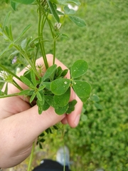 Trifolium striatum