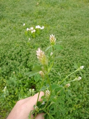 Trifolium striatum