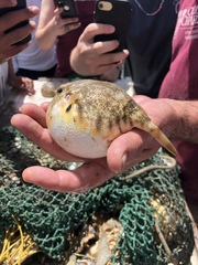 Sphoeroides maculatus