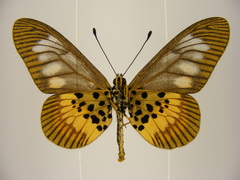 Acraea peneleos