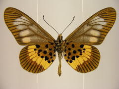 Acraea peneleos