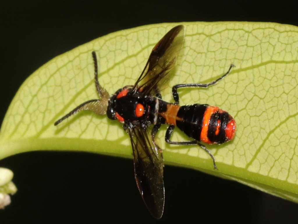Pterygophorus facielongus