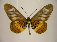 Acraea peneleos