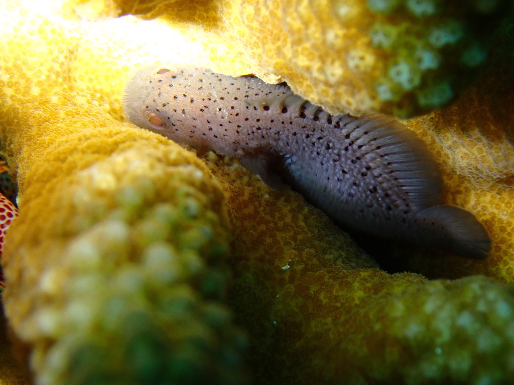 Spotted coral croucher