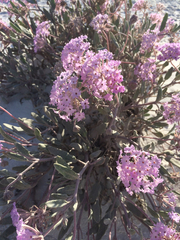 Abronia angustifolia