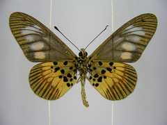 Acraea peneleos