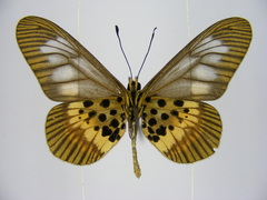 Acraea peneleos