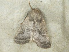 Protorthodes