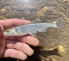 Whitetail Shiner photo 4