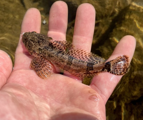Gebande rivierdonderpad (Cottus carolinae) — Cottidae — 2