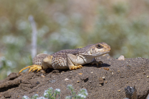 Desert Iguana