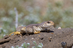Common Desert Iguana photo 4