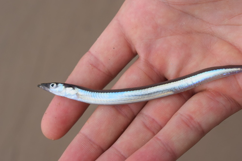 Lesser Sand Lance