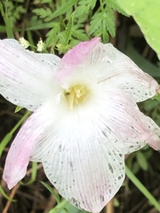 Zephyranthes drummondii