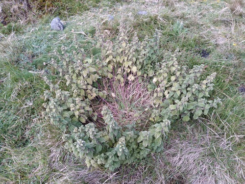 Horehound-leaf nettle (Urtica leptophylla)