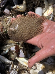 Trinectes maculatus