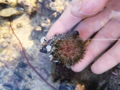 Psammechinus miliaris