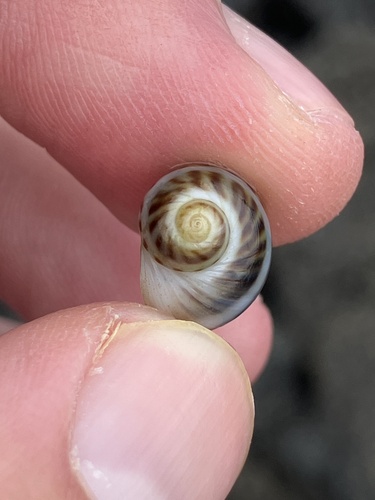 Notocochlis gualteriana observed 2024-03-10