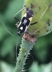 Grypocoris stysi