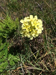 Erysimum concinnum