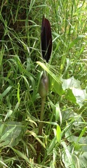 Arum palaestinum