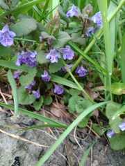 Glechoma hederacea
