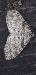 Lobophora halterata