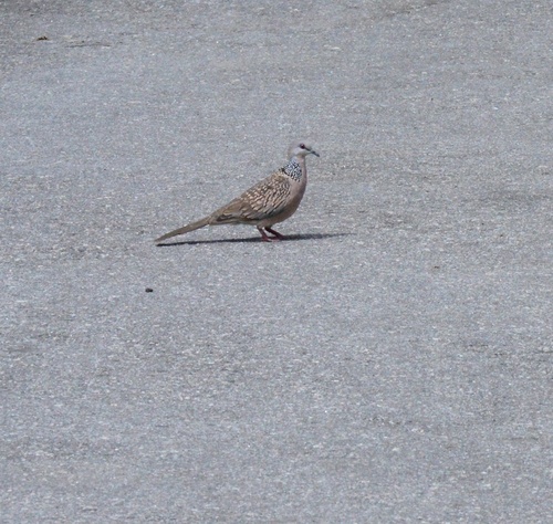 Spotted Dove