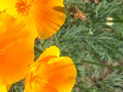 Apis mellifera