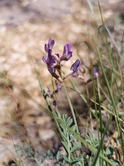 Astragalus nothoxys