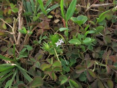 Sherardia arvensis