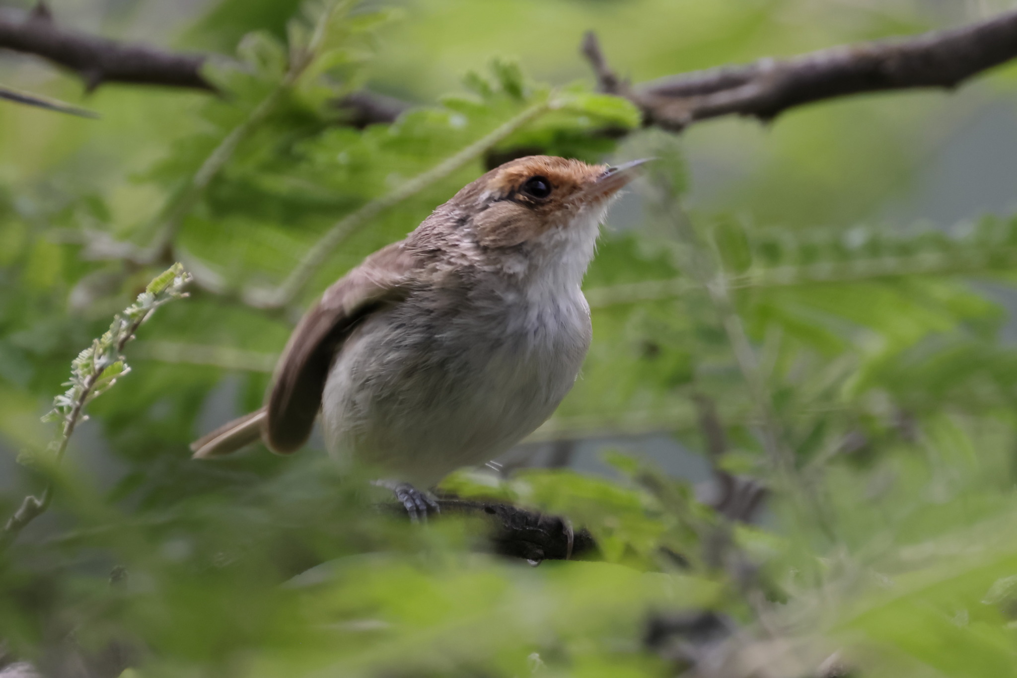 Fulvous-faced Scrub Tyrant (Euscarthmus fulviceps), photo 5