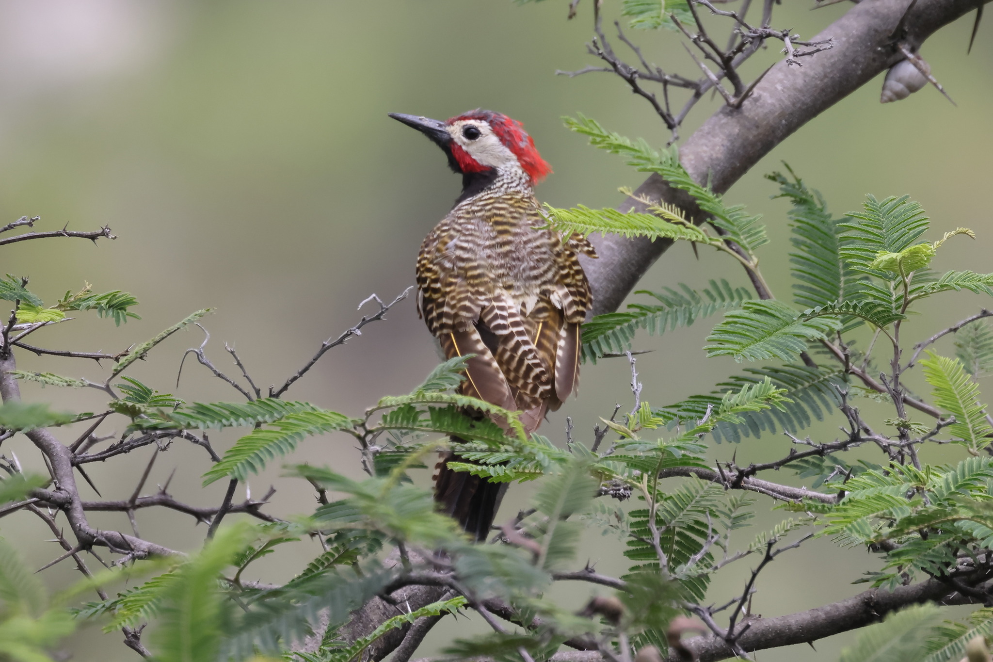 Black-necked Woodpecker (Colaptes atricollis), photo 6