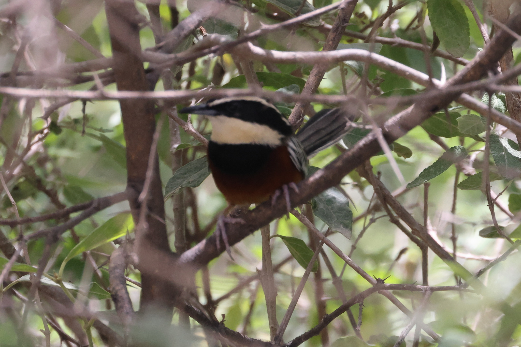 Maranon Crescentchest (Melanopareia maranonica), photo 1