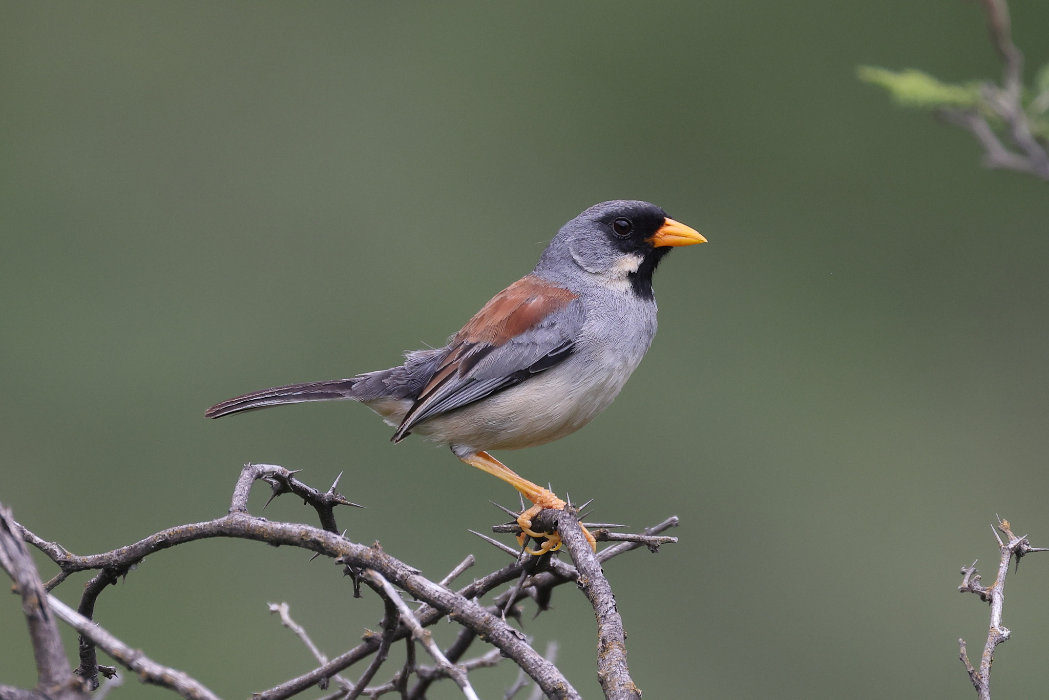 Buff-bridled Inca Finch (Incaspiza laeta), photo 4
