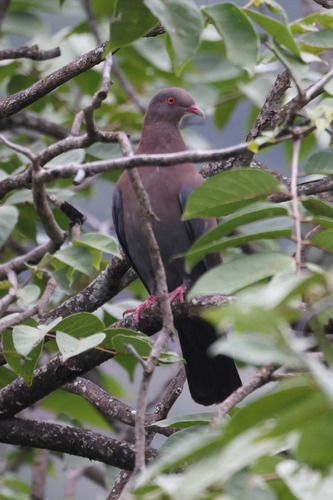 Peruvian Pigeon